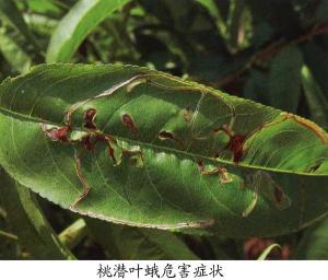 桃潜叶蛾