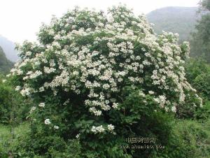 银边八仙花