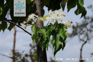 河南海棠枝叶