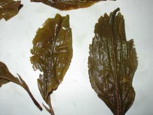 大叶茶