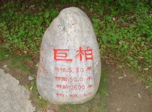 巨柏