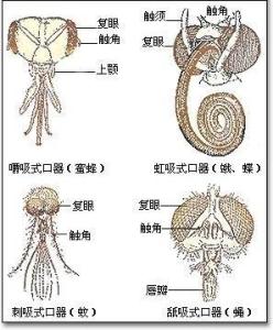 口器- 搜狗百科