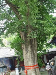 黑黄檀
