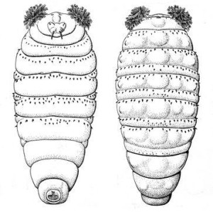 人皮蝇 - 搜狗百科