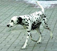 大麦町犬精选图