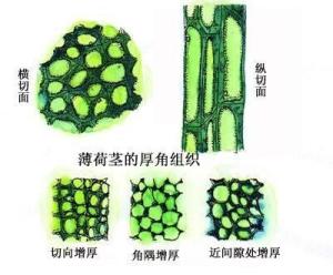 厚角组织 手绘图图片