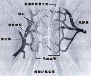 又受體液因素的影響;而後微動脈和毛細血管前括約肌則