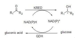 NAD(P)---NAD(P)H循环示意图