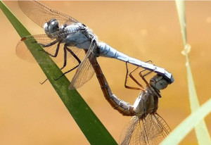 水虿