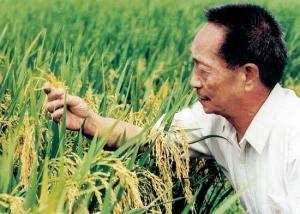 杂交水稻之父：袁隆平