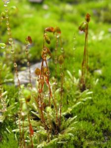 Anomobryum filiforme Solms 银藓