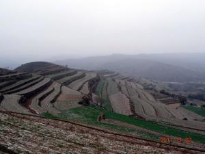 红寺乡全膜小麦种植示范点