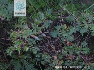 鬼箭锦鸡儿全株