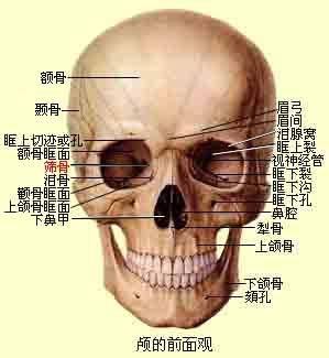 脑颅骨 搜狗百科