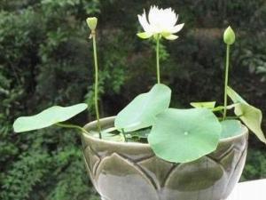 盆荷