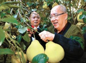 金柚之乡