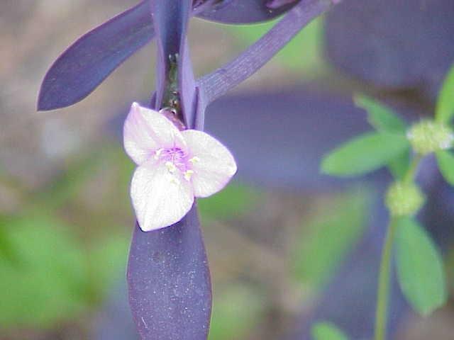 三角草 禾本目禾本科植物 搜狗百科 三角草 禾本目禾本科植物 搜狗百科
