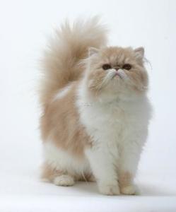波斯猫