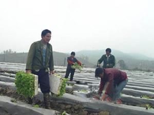 湖溪乡烤烟基地