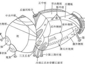 锥体外系反应