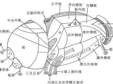 锥体外系反应 搜狗百科 锥体外系反应 搜狗百科