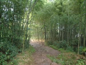 竹林