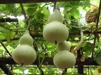 葫芦种植