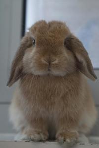 英国迷你垂耳兔 - Miniature Lop 正面