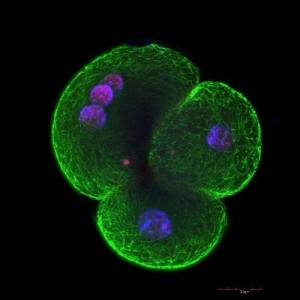 《微观帝国》(microempire),是奥地利萨尔茨堡 应用科学大学