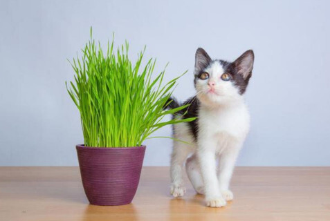 猫草 猫 搜狗百科