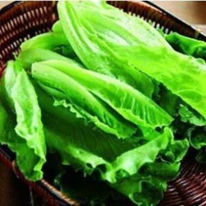 生菜图片