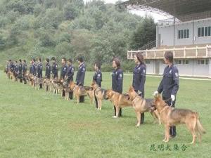 公安部昆明警犬基地——女训犬员集合