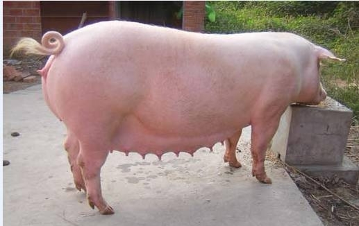 二元母猪标准图片