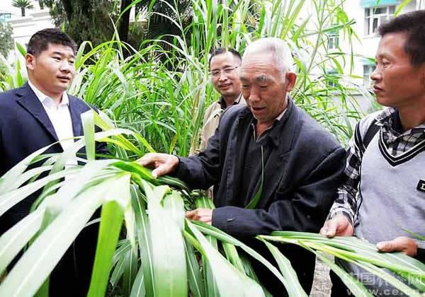 金银草