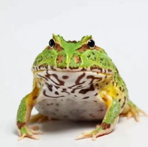 角蛙