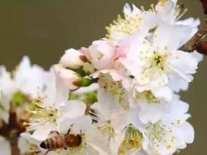 樱桃花