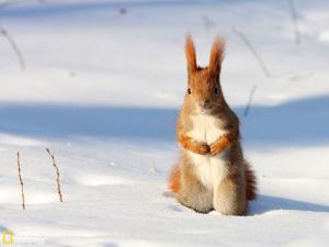 雪地松鼠