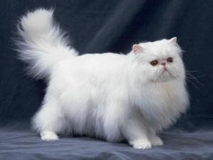 纯白长毛波斯猫