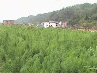 川柏