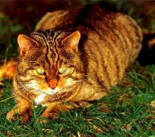 草原斑猫