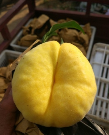 扁桃