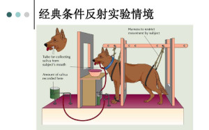 经典条件反射