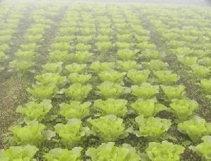 小康营乡冷凉蔬菜种植基地