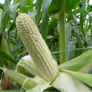 珍珠糯玉米