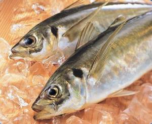 鯵鱼