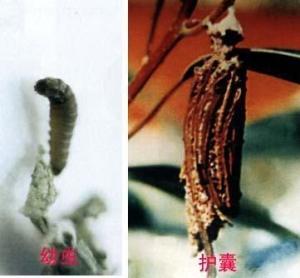 茶蓑蛾