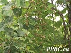 显脉猕猴桃 Actinidia venosa