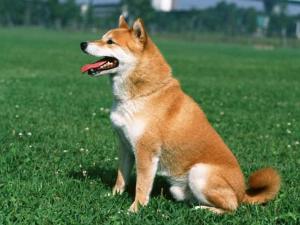 柴犬