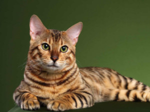 孟加拉豹猫