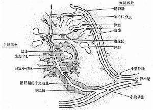 脾玻璃样变手绘图图片